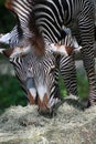 Grevys zebra with beautiful white stripes in the park