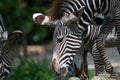 Grevys zebra with beautiful white stripes in the park