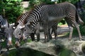 Grevys zebra with beautiful white stripes in the park