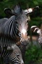 Grevys zebra with beautiful white stripes in the park