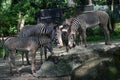 Grevys zebra with beautiful white stripes in the park