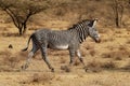 Grevys Zebra - Equus grevyi also Imperial zebra, largest living wild equid, most threatened of the three species, found in Kenya