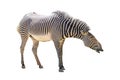 Grevys Zebra Facing Side Extracted