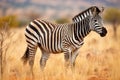 a grevys zebra grazing in the african grasslands