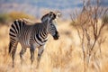 grevys zebra grazing in the dry grasslands