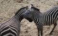 Grevys zebra Royalty Free Stock Photo