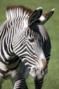 Grevys Zebra Royalty Free Stock Photo