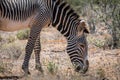 Grevys zebra or Imperial zebra outdoors in the african wilderness in samburu national park in Kenya.