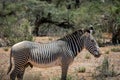 Grevys zebra or Imperial zebra outdoors in the african wilderness in samburu national park in Kenya.