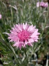 Cornflower plant, top view. Pink colour