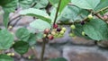 Grewia asiatica fruit in the bush