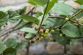 Grewia asiatica fruit growing on a falsa fruit plant