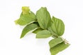 Grewia Asiatica phalsa branch with green leaves isolated on a white background