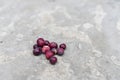 Grewia Asiatica Phalsa or Falsa ripe berries closeup with selective focus and blurred background