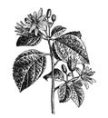 Grewia occidentalis or Crossberry / Antique engraved illustration from from La Rousse XX Sciele