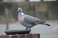 Pigeon standing in a feeder Royalty Free Stock Photo