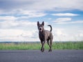 Grey adult thai riidgeback dog