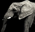 Grey African elephant Royalty Free Stock Photo