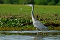 Grey African heron bird