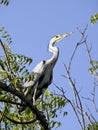 Grey african heron in tree