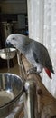 Grey african parrot looks cute