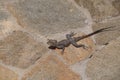 Grey Agama lizard on beige floor, Benguela Royalty Free Stock Photo