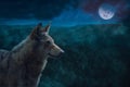 Grey Alpha Wolf During Full Moon Night in the Wilderness. Royalty Free Stock Photo