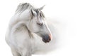Grey andalusian horse isolated Royalty Free Stock Photo