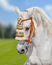 Grey andalusian horse spanish decoration Royalty Free Stock Photo