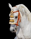 Grey andalusian horse spanish decoration Royalty Free Stock Photo