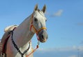 Grey andalusian horse portrait on blue sky background Royalty Free Stock Photo