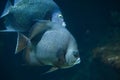 Grey angelfish Pomacanthus arcuatus. Royalty Free Stock Photo