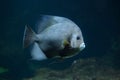 Grey angelfish Pomacanthus arcuatus. Royalty Free Stock Photo