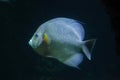 Grey angelfish Pomacanthus arcuatus. Royalty Free Stock Photo