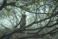 Grey ape is climbing a tree