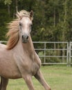 Grey Arabian colt