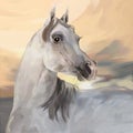 Grey Arabian horse