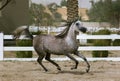 Grey Arabian horse beauty Royalty Free Stock Photo