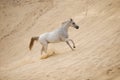 Grey Arabian horse cantering on desert sand