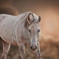 The Grey Arabian Horse Royalty Free Stock Photo