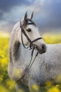 Grey arabian horse portrait in rape Royalty Free Stock Photo