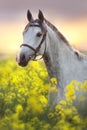 Grey arabian horse portrait in rape Royalty Free Stock Photo