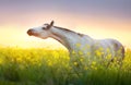 Grey arabian horse portrait in rape field