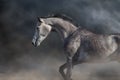Grey arabian horse portrait Royalty Free Stock Photo