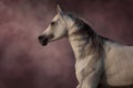 Grey arabian horse portrait Royalty Free Stock Photo