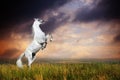 A grey arabian horse rearing Royalty Free Stock Photo