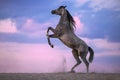 Grey arabian horse rearing on cloudy background