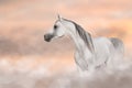 Grey arabian horse