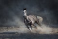 Arabian horse run Royalty Free Stock Photo