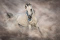 Grey arabian horse Royalty Free Stock Photo